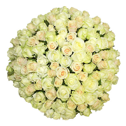 Доставка цветов в Латвии. Букет из 101 белой и кремовой розы. Длина роз 60 см.