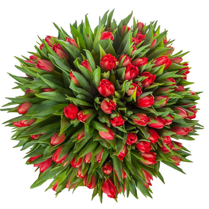 Ziedu veikals Rīgā, ātra ziedu piegāde šodien, 101 sarkana tulpe pušķī.