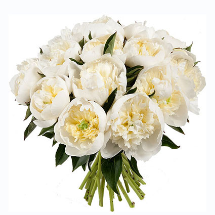 Flower delivery Latvia. Bouquet of 15 white peonies.
