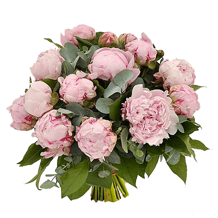 Flower delivery. Bouquet of 15 pink peonies and decorative foliage.