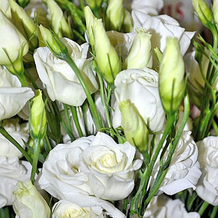 Flowers. Collect Your own bouquet! Price is indicated for one lisianthus.