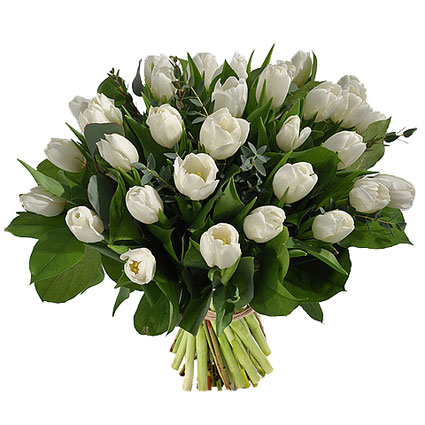 Tulpes ar piegādi, Apjomīgā ziedu pušķī 29 baltas tulpes ar atsvaidzinošiem eikalipta zaļumu akcentiem.