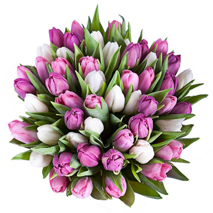 Pasūtīt ziedus ar piegādi Rīgā, pušķī 45 baltas, rozā un violetas tulpes
