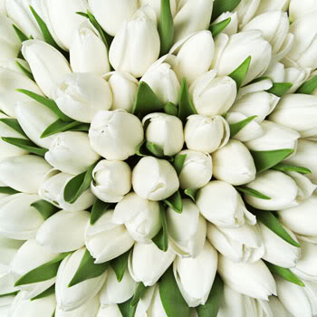 Flower delivery Latvia. Collect Your own bouquet! Price is indicated for one tulip.