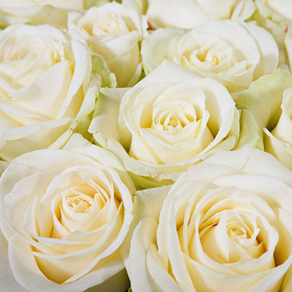 Ziedu piegāde. Izvēlies rožu skaitu. Rozes 50-60 cm garas. Cena norādīta vienam ziedam.

 Ziedu klāsts ir ļoti plašs. Var