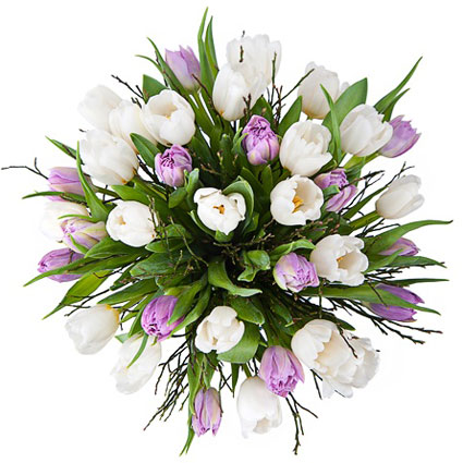 Flowers on-line Riga, Bouquet of 33 purple and white tulips with decorative foliage.