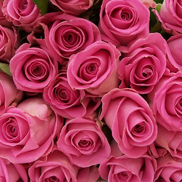 Ziedu piegāde Latvijā. Izvēlies rožu skaitu. Rozes aptuveni 50-60 cm garas. Cena norādīta vienam ziedam.

 Ziedu klāsts ir
