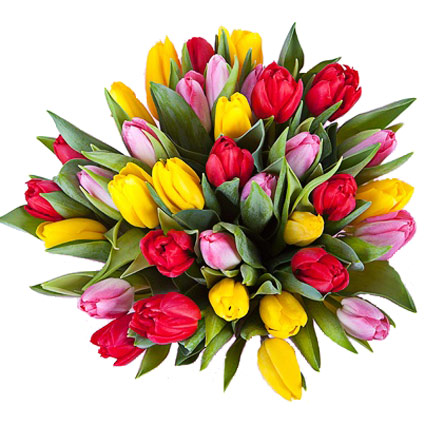 Flower delivery. Bouquet of 35 red, yellow and pink tulips.