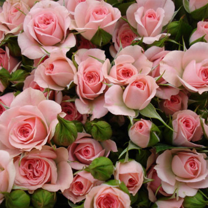 Магазин цветов. Цена указана одной розе.