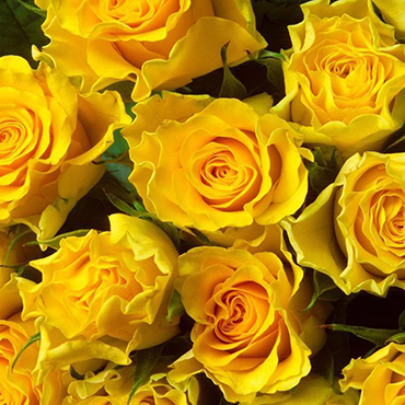 Цветы в Риге. Количество роз указываете Вы! Длина роз примерно 50-60 см. Цена указана