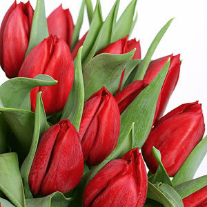 Flowers. Collect Your own bouquet! Price is indicated for one tulip.