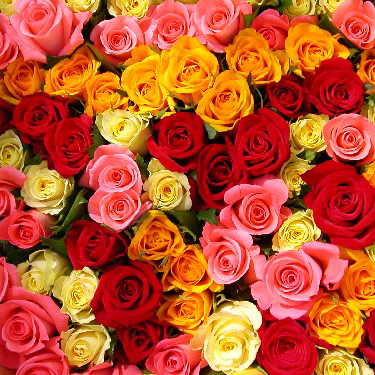 Flower delivery Riga. Collect Your own bouquet! Roses about 50-60 cm high. Price is indicated for one rose.