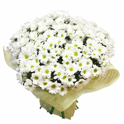 Цветы с курьером. 25 белых хризантем в декоратвном оформлении.