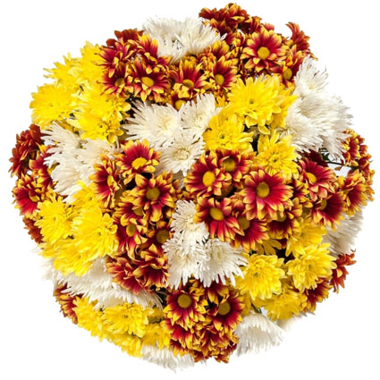 Flower delivery Riga. Bouquet of yellow, white and varicoloured chrysanthemums. The biggest bouquet consist of 23