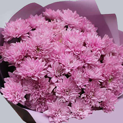 Ziedu pušķis no 15 rozā krizantēmām.