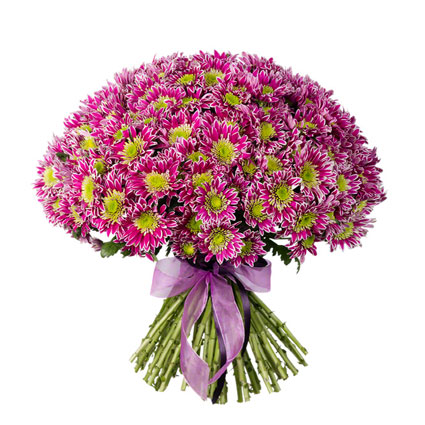 Ziedi. Apjomīgs ziedu pušķis no 45 rozā krizantēmām.

Ziedu piegade Rīgā