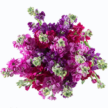 Ziedi ar kurjeru. Ziedu pušķis no 25 lefkojām violeti - rozā toņos.