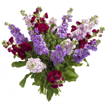 Flowers delivery. Bouquet of 17 multicolored gillyflowers.