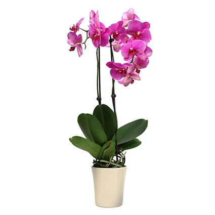 Ziedu piegāde. Rozā orhideja Phalaenopsis ar diviem ziedkātiem dekoratīvā keramikas podā.
 Ziedu klāsts ir ļoti plašs. Var