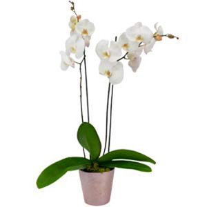 Ziedi Latvijā. Balta orhideja Phalaenopsis ar diviem ziedkātiem dekoratīvā keramikas podā.

Ziedu klāsts ir ļoti plašs.