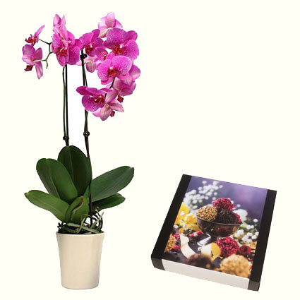 Flower delivery. Pink orchid Phalaenopsis in decorative pot and AL MARI ANNI Chocolate Truffles 135 g.
AL