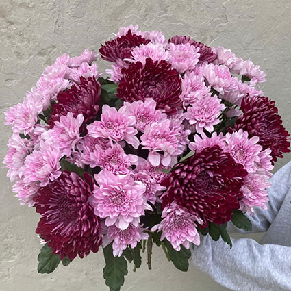 A luxurious bouquet of pink chrysanthemums