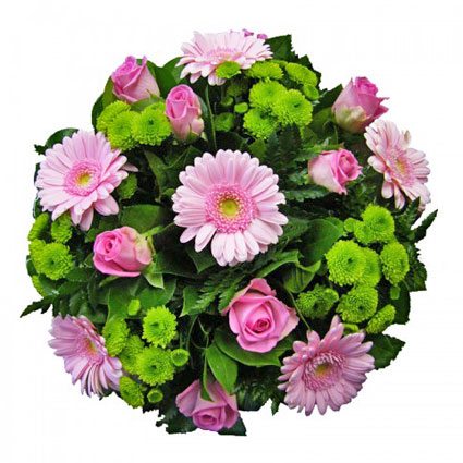 Ziedu piegāde. Rozā rozes, rozā gerberas un košās zaļās smalkziedu krizantēmas skaistā puķu pušķī.
 Ziedu piegade