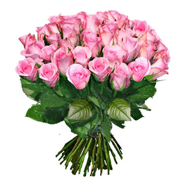 Ziedi ar piegādi - rozā rožu pušķis ar 15 vai 31 rozā rozi, rožu garums 60 cm