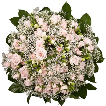Dzirkstošs pušķis no rozā krūmrozēm un baltām frēzijām ar baltiem smalkziediem un dekoratīviem zaļumiem.