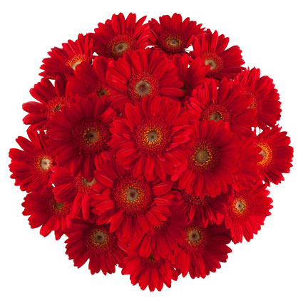 23 red gerberas in a flower bouquet