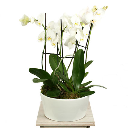 Flowers in Riga. Elegant arrangement of white orchids Phalaenopsis in a white decorative flower pot .