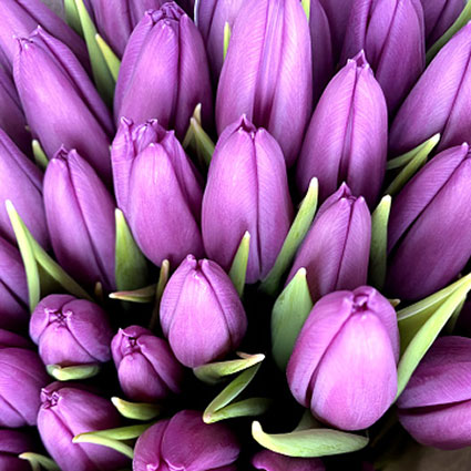 Ziedi: Violetas tulpes. Izveido savu tulpju pušķi!