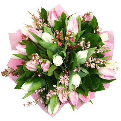 Ziedi. Pavasara ziedu pušķis no rozā un baltām tulpēm. Pušķī 19 tulpes ar rozā un baltiem smalkziediem dekoratīvā