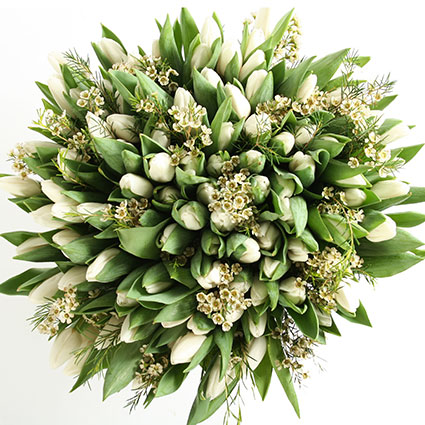 Nopirkt tulpes , ziedu pušķis no 100 baltām tulpēm ar delikātiem vaskapuķes ziediņiem