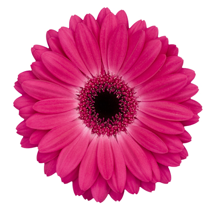 Flowers. Price is indicated for one gerbera daisie.