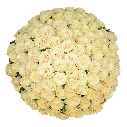 Доставка цветов. Прекрасный букет из 101 розы кремового цвета.