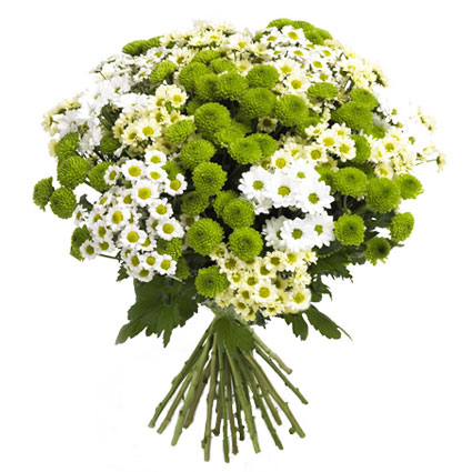 Flower delivery. Bouquet in white and green colors created of 21 spray chrysanthemums.