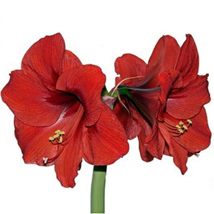 Flowers delivery. Collect Your own bouquet! Price is indicated for one amaryllis.