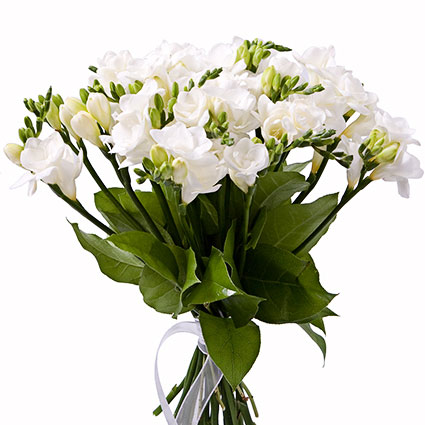 Flowers. Bouquet of 15 or 25 white freesias.