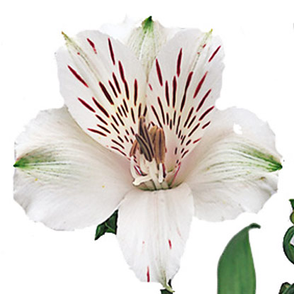 Flowers. Price is indicated for one alstroemeria.