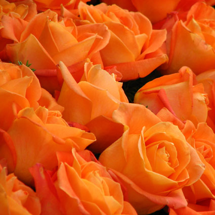 Доставка цветов в Риге. Количество роз указываете Вы! Длина роз примерно 50-60 см