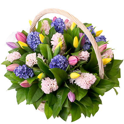 Ziedu veikals. Zilas un rozā hiacintes, dzeltenas, rozā un violetas tulpes košā ziedu kompozīcijā pītā grozā.
 Ziedu klāsts