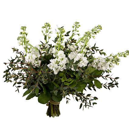 Flowers delivery. Bouquet of 17 white gillyflowers with seasonal greens.