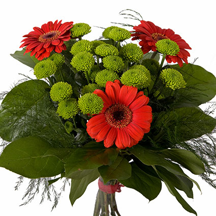 Ziedu piegāde. Ziedu pušķis no sarkanām gerberām, zaļām krizantēmām un dekoratīviem zaļumiem.

Ziedu piegade