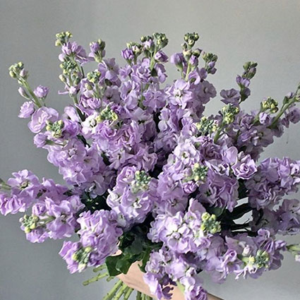ouquet of 29 or 19 lilac matthiola