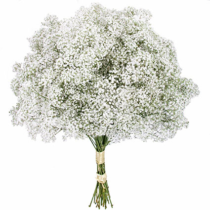 Flower delivery Riga. Charming bouquet of white baby`s breath.