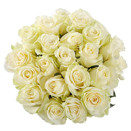 Ziedu pušķī 21 balta roze. Rožu garums 60 cm. Ziedu piegāde Rīgā.