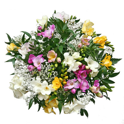 Flower delivery Latvia. Bouquet of 25 colorful, fragrant freesias and white Babys breath flower.
