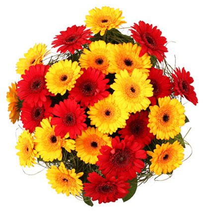 Flower delivery Latvia. Bouquet of 25 or 19 red and yellow gerberas and decorative foliage. The biggest flower bouquet is
