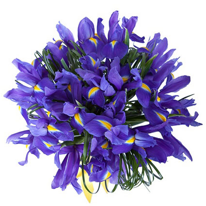 Flowers. Bouquet of 15 blue iris flowers and decorative foliage.